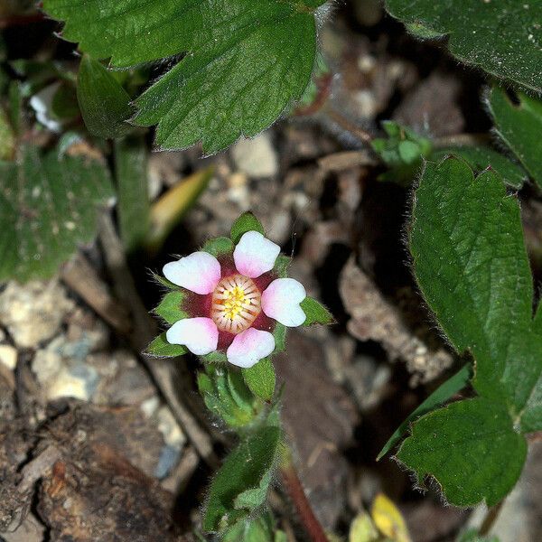 Potentilla micrantha Blodyn