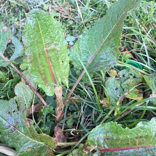 Rumex obtusifolius Folha