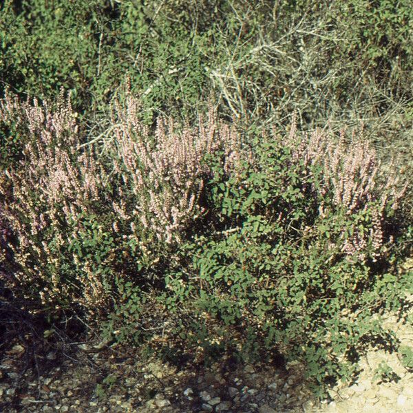 Calluna vulgaris 整株植物