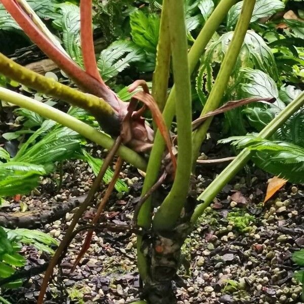 Philodendron callosum പുറംതൊലി
