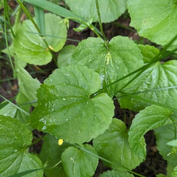 Viola glabella 葉