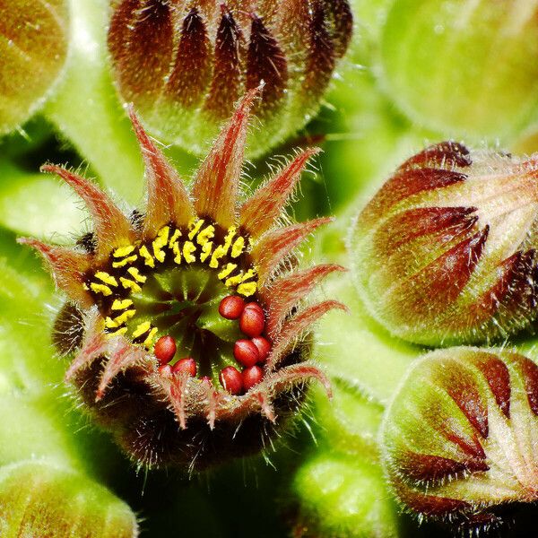 Sempervivum montanum Floare