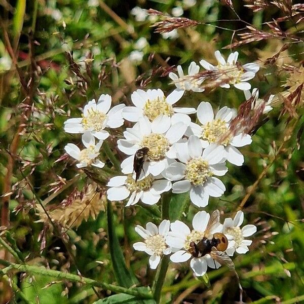 Achillea ptarmica Floare