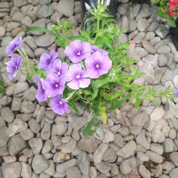 Phlox maculata Flower