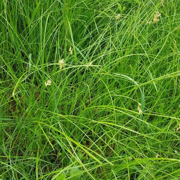 Carex brizoides Kwiat