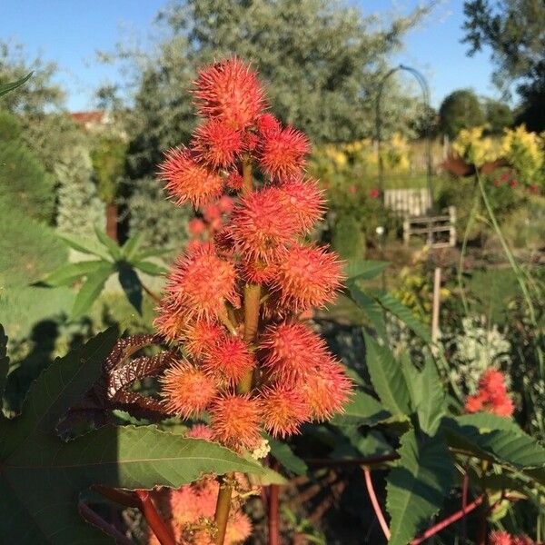 Ricinus communis Hedelmä