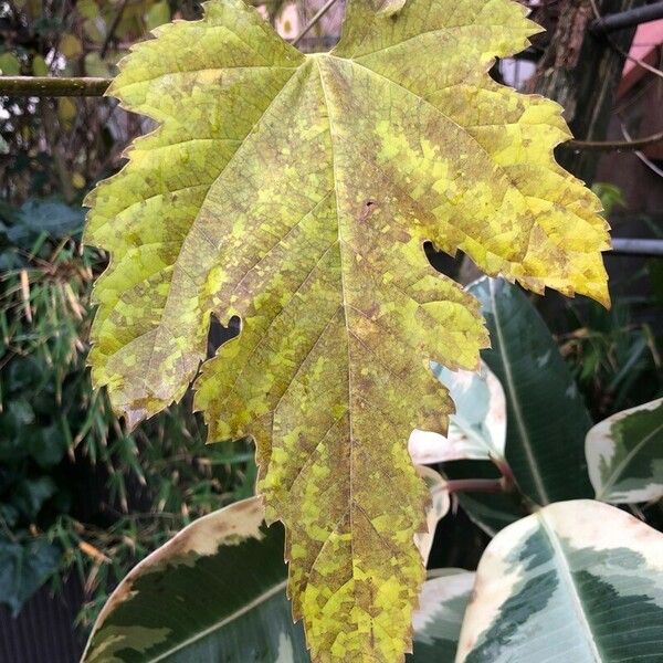 Vitis aestivalis Leaf