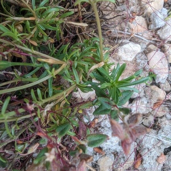 Centaurium quadrifolium Feuille