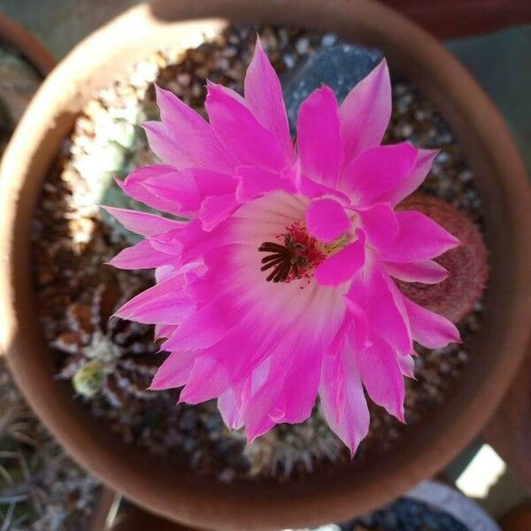 Echinocereus pectinatus Flower