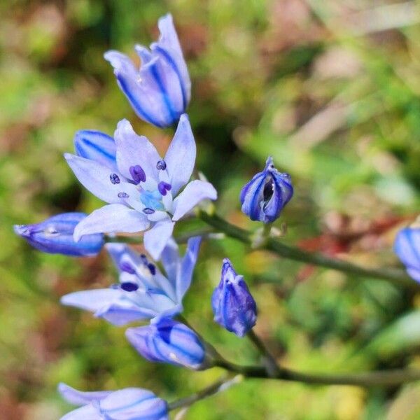 Scilla verna 花