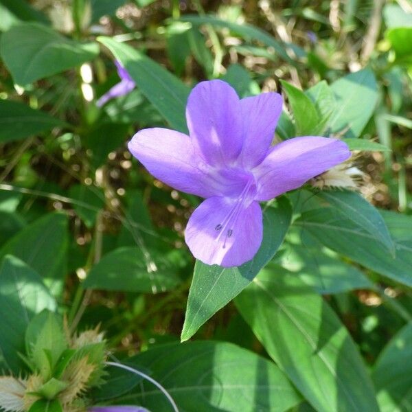 Barleria cristata Bloem