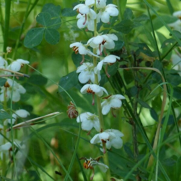 Pyrola rotundifolia Altres