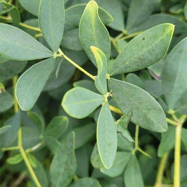 Baptisia tinctoria Leaf