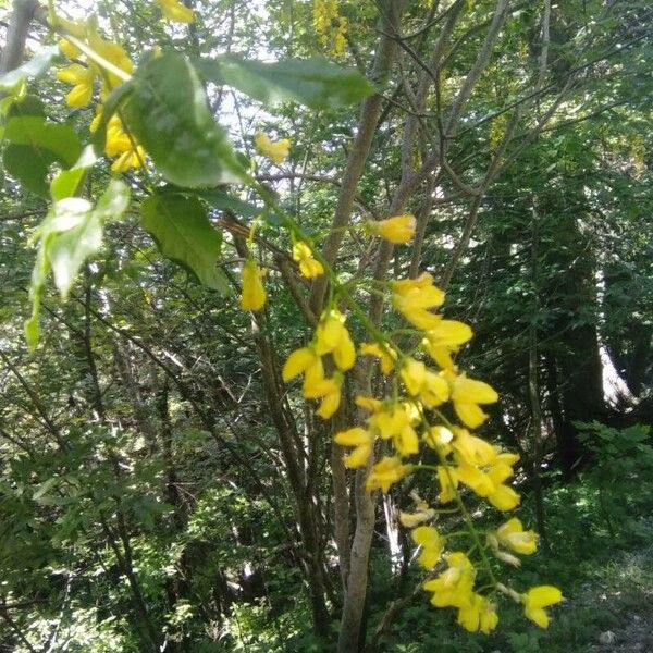 Laburnum alpinum Floro