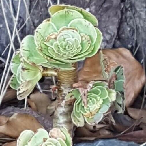 Aeonium balsamiferum Blüte