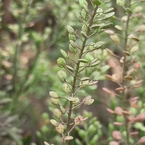 Lepidium ruderale Fruit