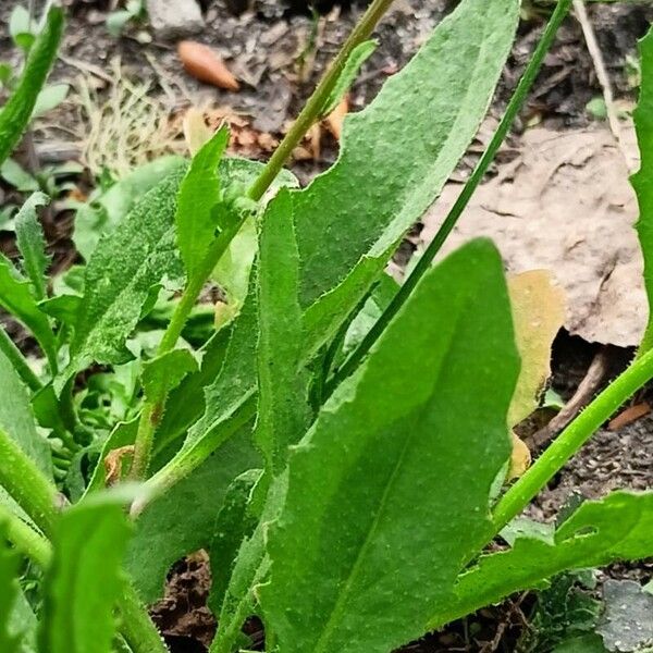 Chorispora tenella Hostoa