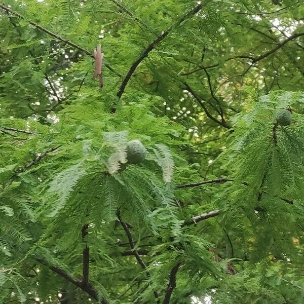 Taxodium distichum 果實