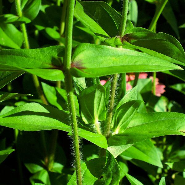 Zinnia peruviana Leaf