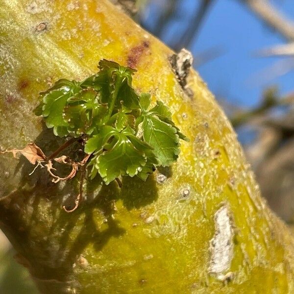 Commiphora schimperi Blad