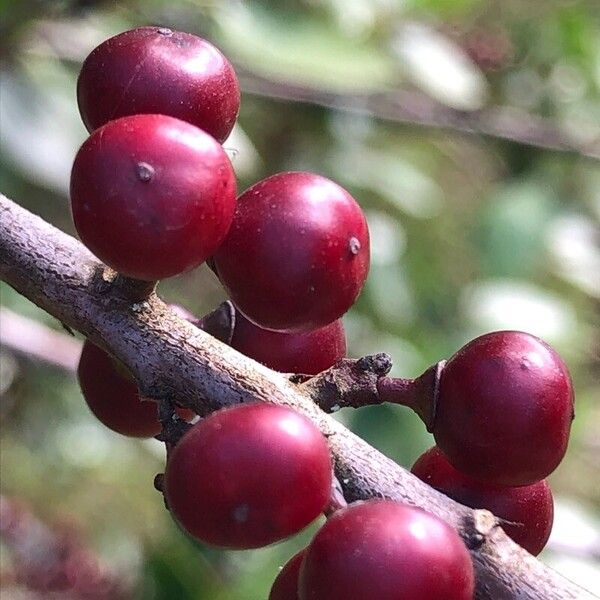 Rhamnus alaternus Frucht