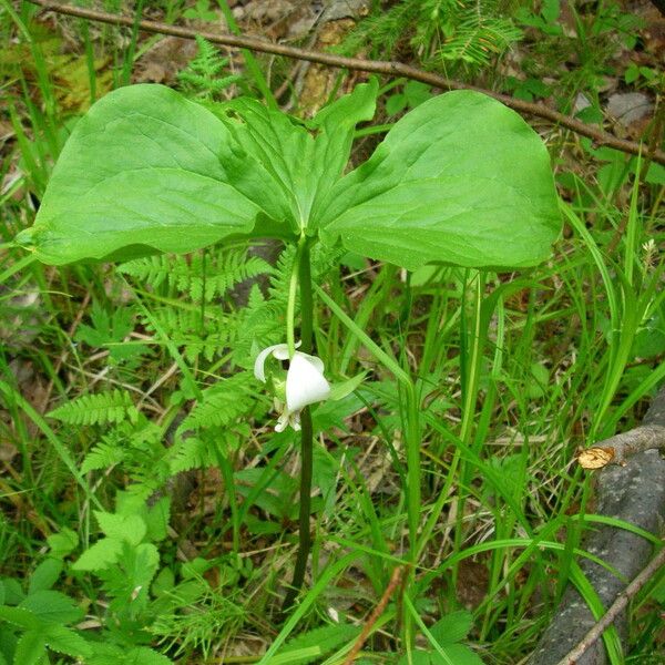 Trillium cernuum (Whip-poor-will flower)