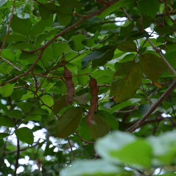 Lonchocarpus sericeus Habit