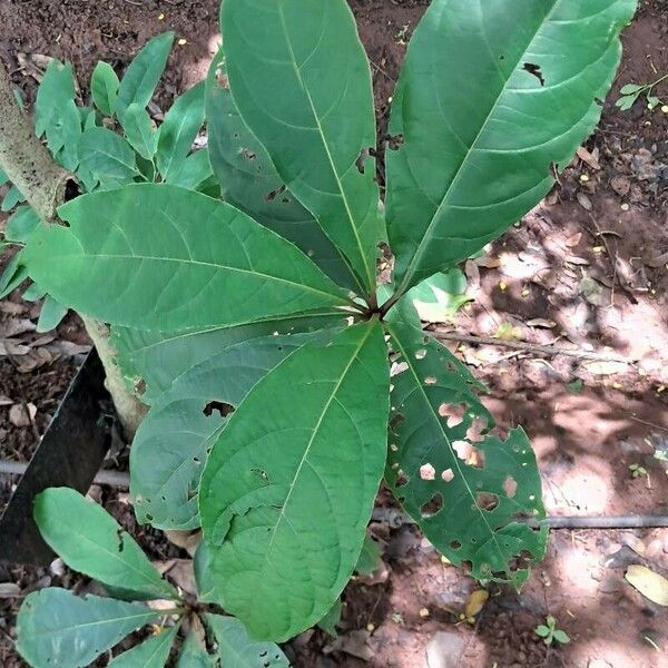 Terminalia oblonga Blad