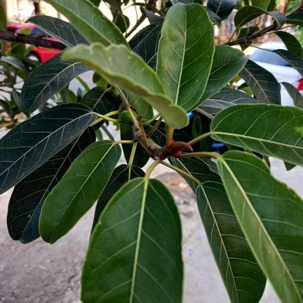 Ficus altissima Frutto