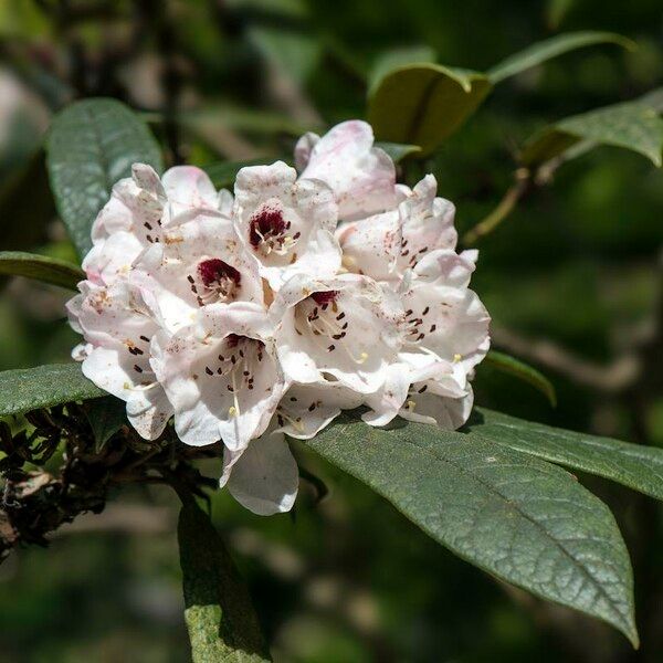 Rhododendron crinigerum Kvet