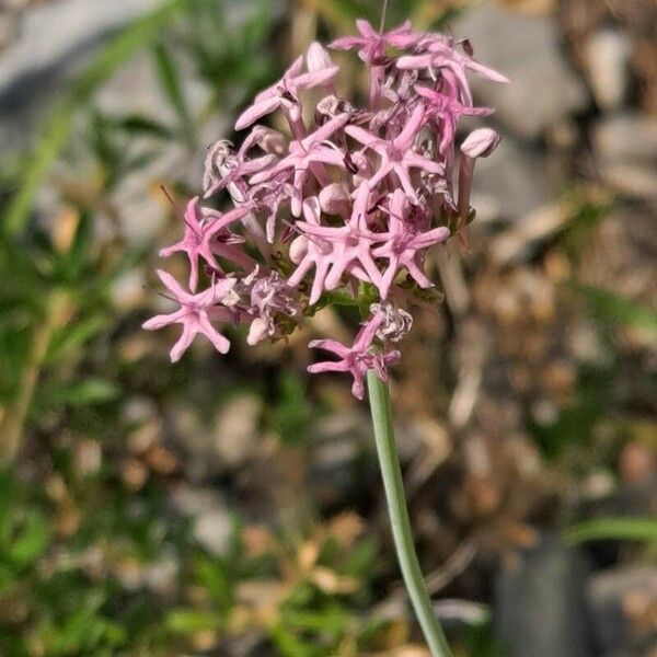 Centranthus angustifolius 花