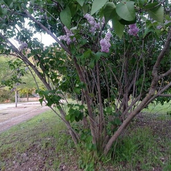 Syringa vulgaris Rhisgl