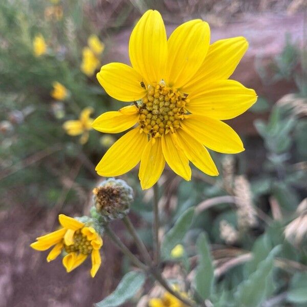 Helianthus pumilus പുഷ്പം