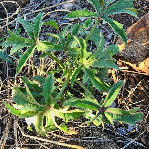 Adenia volkensii برگ