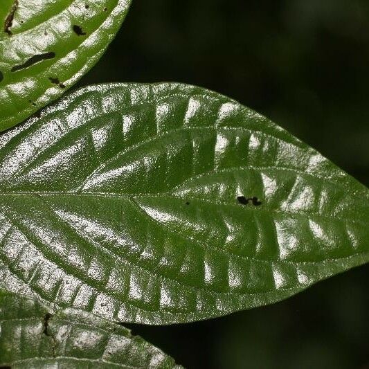 Piper hispidum Leaf