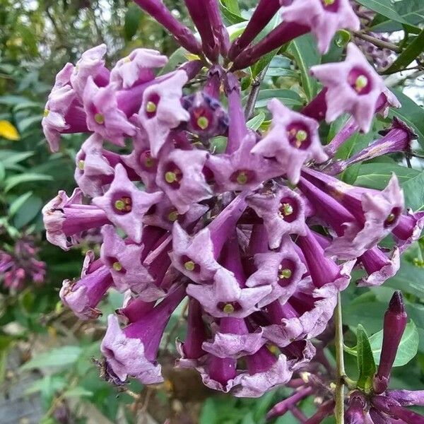 Cestrum elegans Fiore