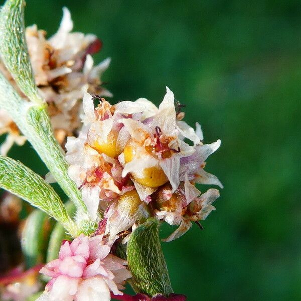 Cuscuta epithymum Flor