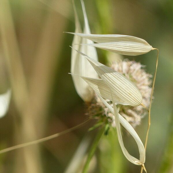 Avena sterilis Fruto