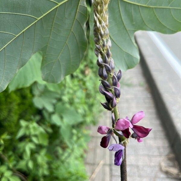 Pueraria montana Blüte