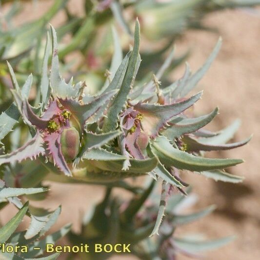 Euphorbia retusa Casca