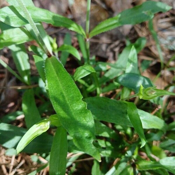 Silene virginica পাতা