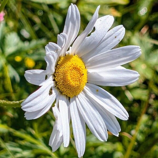 Leucanthemum heterophyllum Cvet