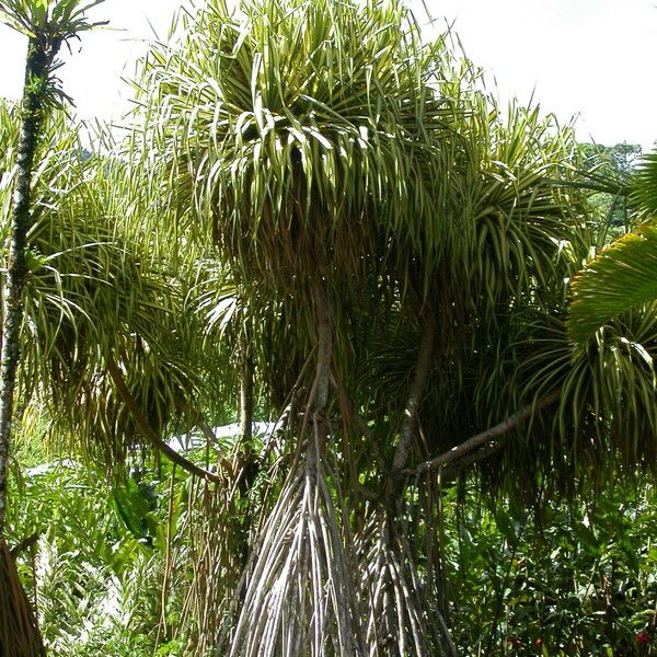 Pandanus tectorius Vivejo