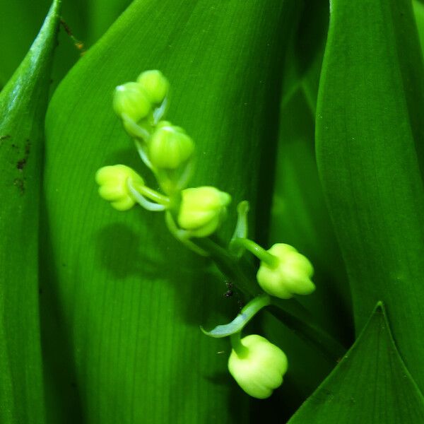 Convallaria majalis Λουλούδι