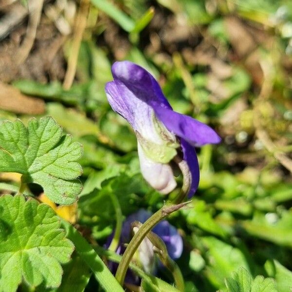 Viola riviniana Flower