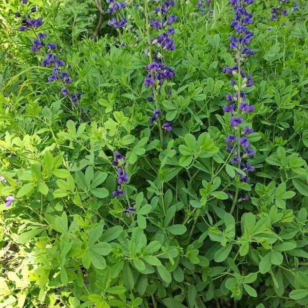 Baptisia australis Costuma