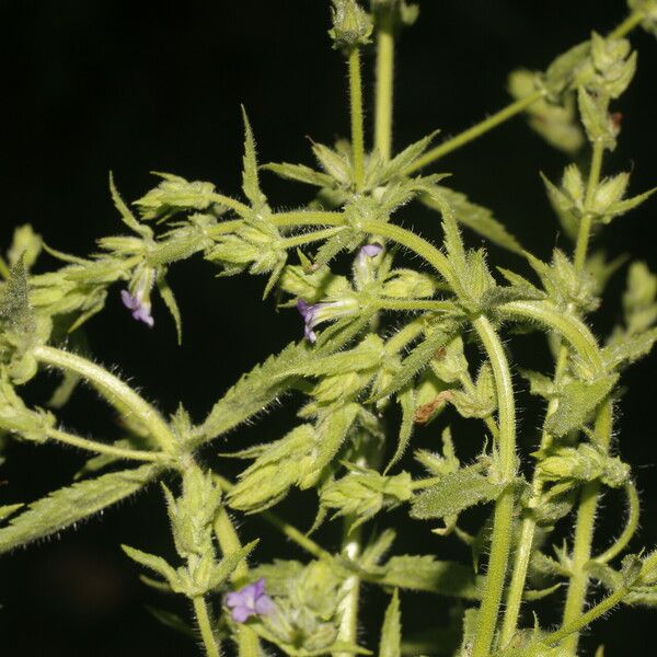 Stemodia durantifolia Цветок