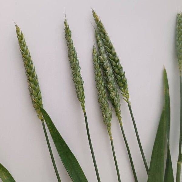 Triticum aestivum ᱥᱟᱠᱟᱢ