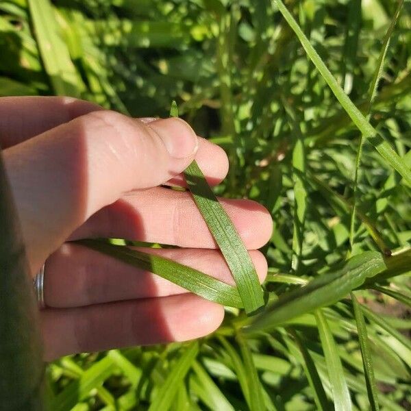 Liatris spicata Blad