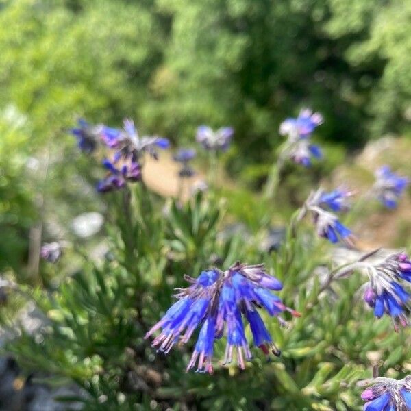 Moltkia petraea Fiore